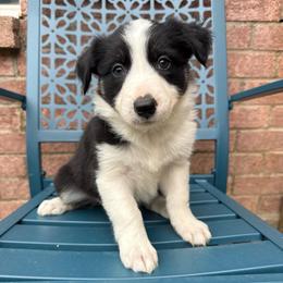 Mitzi - Black and white female Border Collie puppy in Mckinney, Texas from Border Collies of Ruidoso