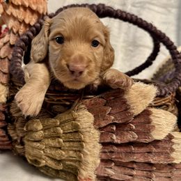 Alvin - Red male Dachshund puppy in Franklin, Tennessee from Wendy's Weenies