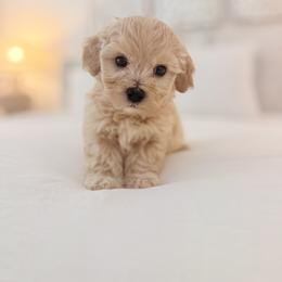 Graham - Apricot male Maltipoo puppy in Wilson, North Carolina from Cedar Creek Doodles