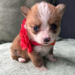 Artemis - Red and white female American Corgi puppy in Cocoa, Florida from Cascadian Space Coast Corgis LLC