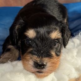 Boy 1 - male Miniature Schnauzer puppy in Pflugerville, Texas from K&K Precious Tx schnauzers