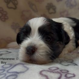 Male 2 - Black and white male Havanese puppy in Lovingston, Virginia from Tye River Havanese