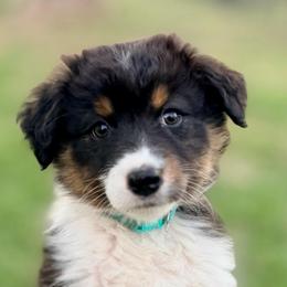 Wrangler - Black tri-color male Australian Shepherd puppy in Vernal, Utah from Dancing M Australian Shepherds