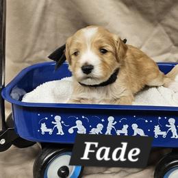 Fade - Cream male Goldendoodle puppy in Flat Rock, North Carolina from Sukisdoodles