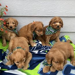 Goldendoodle and Poodle Puppies from South Sound Doodles