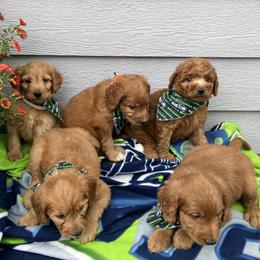 Goldendoodle and Poodle Puppies from South Sound Doodles