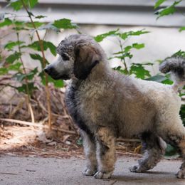 Poodle Puppies from Mystic Moon Poodles