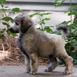 Poodle Puppies from Mystic Moon Poodles