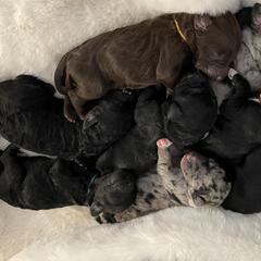 Bordoodles from Coast Redwoodles