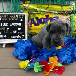 Blue lagoon - Great Dane puppy from Not So Dainty Danes