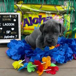 Blue lagoon - Great Dane puppy from Not So Dainty Danes