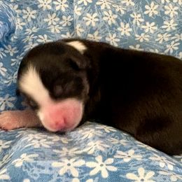 Nutmeg - Black tri male Miniature Australian Shepherd puppy in Port Saint Lucie, Florida from Charlene Brannon's Mini Australian Shepherds