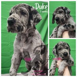 Great Dane Puppies from Lazy A Danes