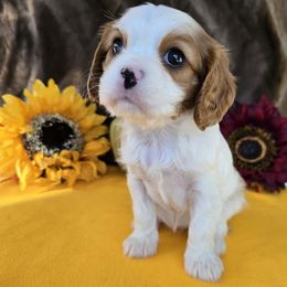 Pumpkin - Blenheim female Cavalier King Charles Spaniel puppy in Rochelle, Illinois from Alexandra's Royal Cavaliers