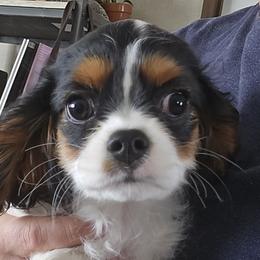 Cavalier King Charles Spaniels from Cedar Mountain Hounds