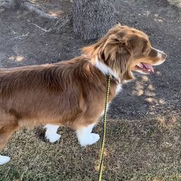 Holly - Australian Shepherd