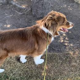 Holly - Australian Shepherd