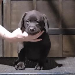 Chocolate Girl 3 - Chocolate female Labrador Retriever puppy in Andrews, South Carolina from Leyland Cypress Retrievers