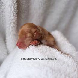 Potato - Cream female Dachshund puppy in Robesonia, Pennsylvania from Happily Ever After’s Puppies