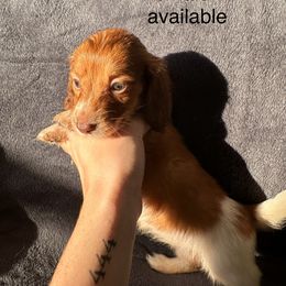 Dachshund Puppies from Sunshine’s Dachshunds