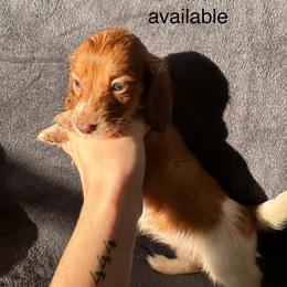 Dachshund Puppies from Sunshine’s Dachshunds