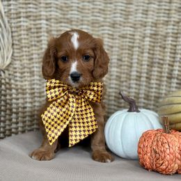Leslie - Red female Cavapoo puppy in Chipley, Florida from Coastal Cavapoos
