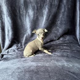 George - White and blue male Italian Greyhound puppy in Wilkes Barre, Pennsylvania from Laraz Pupz