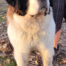 Saint Bernard puppies from Heather's Noble Saints