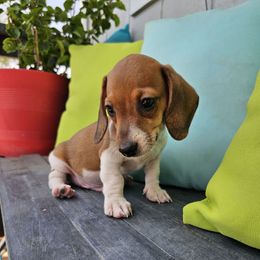 Gunner - Piebald male Dachshund puppy in Florence, Arizona from Doxie Town Az