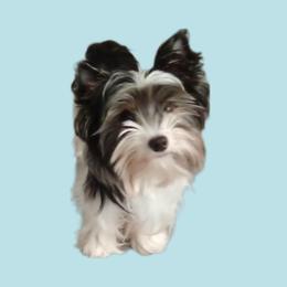 Rosie - Biewer Terrier