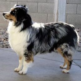 Miniature American Shepherds from Skyview