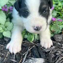 Raven - Black tri-color female Australian Shepherd puppy in Loda, Illinois from Pilcher Farms