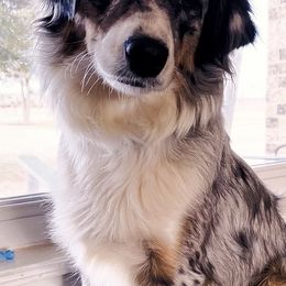 Aussiedoodles from Steen Ranch Doodles