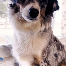 Aussiedoodles from Steen Ranch Doodles