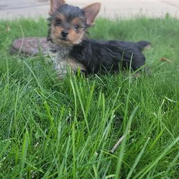 Riolu - Black and tan male Yorkshire Terrier puppy in Springville, Utah from Lundberg Yorkies