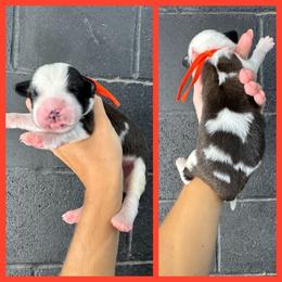 Orange - Mahogany and white male Saint Bernard puppy in Ladysmith, Wisconsin from Northwoods Saint Bernards