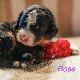Rose - Tri-color female Bernedoodle puppy in Stuart, Oklahoma from G Ridge Kennels