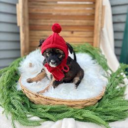 Echo - Sable female Bernedoodle puppy in Buda, Illinois from Hamilton Farm Doodles