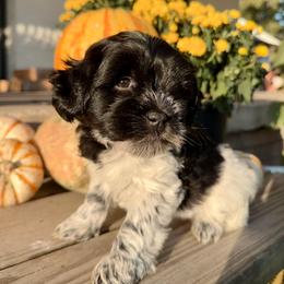 Tux - Black male Miniature Schnauzer puppy in Silver Creek, Mississippi from Mamie’s Minis, LLC
