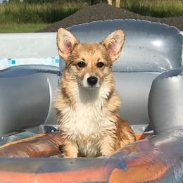 Pembroke Welsh Corgis from GMG CORGIS