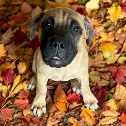 Bullmastiff Puppies from Ambrosia Mastiffs