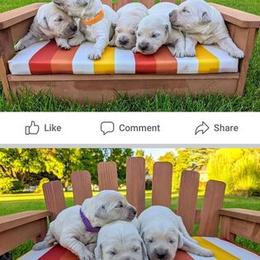 Golden Retriever Puppies from Mountain Sky Goldens   https://youtu.be/30SVQesEtig?si=CMjASv_Tza1VKSNt
