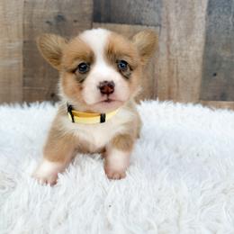 Dolly - Red and white female American Corgi puppy in Solon Springs, Wisconsin from Werpstead Shorties