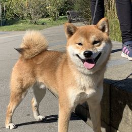 Itsuki - Shiba Inu