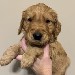 Boy Pick 3 - Golden male Golden Retriever puppy in Campobello, South Carolina from O’Shields Golden Paws