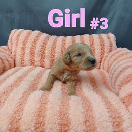 Goldendoodle Puppies from Georgetown designer dogs and purebred puppies