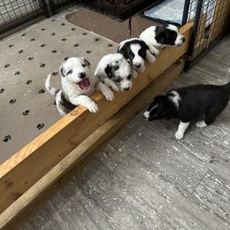 Border Collie Puppies from Roaring River Border Collies