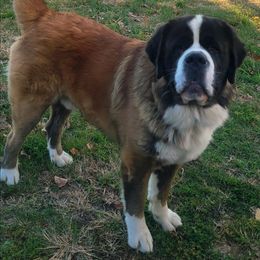 Samson - Saint Bernard