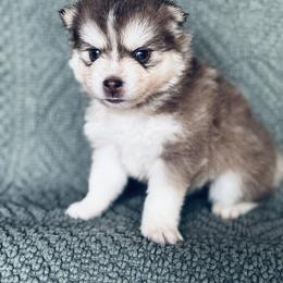 Ariel - Chocolate female Pomsky puppy in Grass Valley, California from Karalot Pomskies
