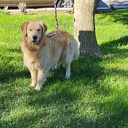 Oakley - Golden male Golden Retriever puppy in Los Angeles, California from Sea Air Goldens